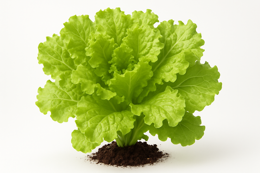 Lettuce Simpson Elite Show the entire, mature plant upright with true-to-type, healthy foliage, the edible part visible, and in a small clump of natural soil. Use a solid, clean white background in a high-detail, fresh botanical catalog style for an online store.
Also show a close-up of the mature edible part (such as fruit, leaf, head, or flower) alone, on the same solid white background with accurate color, texture, and premium, fresh-picked appearance.
