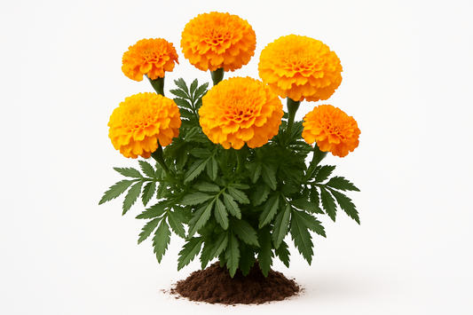 Marigold African Hawaii Show the entire, mature plant upright with true-to-type, healthy foliage, the edible part visible, and in a small clump of natural soil. Use a solid, clean white background in a high-detail, fresh botanical catalog style for an online store.
Also show a close-up of the mature edible part (such as fruit, leaf, head, or flower) alone, on the same solid white background with accurate color, texture, and premium, fresh-picked appearance.
