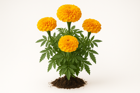 Marigold African Mary Ellen Show the entire, mature plant upright with true-to-type, healthy foliage, the edible part visible, and in a small clump of natural soil. Use a solid, clean white background in a high-detail, fresh botanical catalog style for an online store.
Also show a close-up of the mature edible part (such as fruit, leaf, head, or flower) alone, on the same solid white background with accurate color, texture, and premium, fresh-picked appearance.
