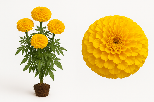 marigold african taishan yellow Show the entire, mature plant upright with true-to-type, healthy foliage, the edible part visible, and in a small clump of natural soil. Use a solid, clean white background in a high-detail, fresh botanical catalog style for an online store.
Also show a close-up of the mature edible part (such as fruit, leaf, head, or flower) alone, on the same solid white background with accurate color, texture, and premium, fresh-picked appearance.
