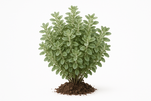 Marjoram, Compact Greek Show the entire, mature plant upright with true-to-type, healthy foliage, and in a small clump of natural soil. Use a solid, clean white background in a high-detail, fresh botanical catalog style for an online store.