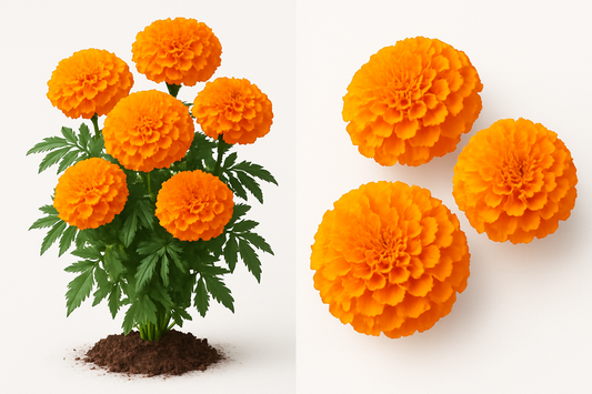 merigold african taishan orange Show the entire, mature plant upright with true-to-type, healthy foliage, the edible part visible, and in a small clump of natural soil. Use a solid, clean white background in a high-detail, fresh botanical catalog style for an online store.
Also show a close-up of the mature edible part (such as fruit, leaf, head, or flower) alone, on the same solid white background with accurate color, texture, and premium, fresh-picked appearance.

