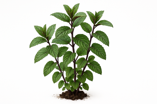 mint blackstem peppermint Show the entire, mature plant upright with true-to-type, healthy foliage, and in a small clump of natural soil. Use a solid, clean white background in a high-detail, fresh botanical catalog style for an online store.