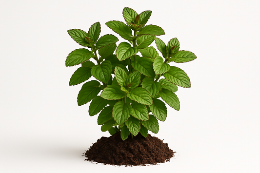 Mint Chocolate Show the entire, mature plant upright with true-to-type, healthy foliage, the edible part visible, and in a small clump of natural soil. Use a solid, clean white background in a high-detail, fresh botanical catalog style for an online store.
Also show a close-up of the mature edible part (such as fruit, leaf, head, or flower) alone, on the same solid white background with accurate color, texture, and premium, fresh-picked appearance.
