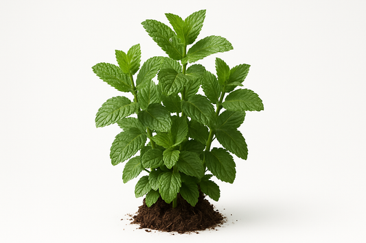 Mint Mojito Show the entire, mature plant upright with true-to-type, healthy foliage, the edible part visible, and in a small clump of natural soil. Use a solid, clean white background in a high-detail, fresh botanical catalog style for an online store.
Also show a close-up of the mature edible part (such as fruit, leaf, head, or flower) alone, on the same solid white background with accurate color, texture, and premium, fresh-picked appearance.
