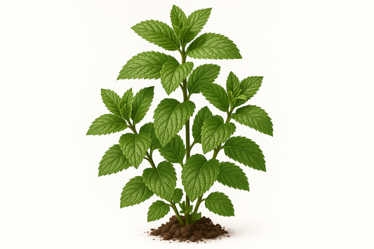 mint spearmint Kentucky colonel Show the entire, mature plant upright with true-to-type, healthy foliage, and in a small clump of natural soil. Use a solid, clean white background in a high-detail, fresh botanical catalog style for an online store.