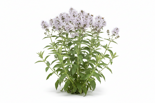 Menta de montaña orgánica