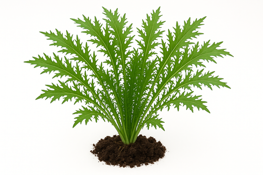 Mustard Mizuna Miz America  Show the entire, mature plant upright with true-to-type, healthy foliage, the edible part visible, and in a small clump of natural soil. Use a solid, clean white background in a high-detail, fresh botanical catalog style for an online store.
Also show a close-up of the mature edible part (such as fruit, leaf, head, or flower) alone, on the same solid white background with accurate color, texture, and premium, fresh-picked appearance.

