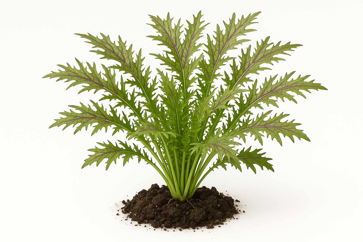 Mustard Mizuna Red Streak Show the entire, mature plant upright with true-to-type, healthy foliage, the edible part visible, and in a small clump of natural soil. Use a solid, clean white background in a high-detail, fresh botanical catalog style for an online store.
Also show a close-up of the mature edible part (such as fruit, leaf, head, or flower) alone, on the same solid white background with accurate color, texture, and premium, fresh-picked appearance.
