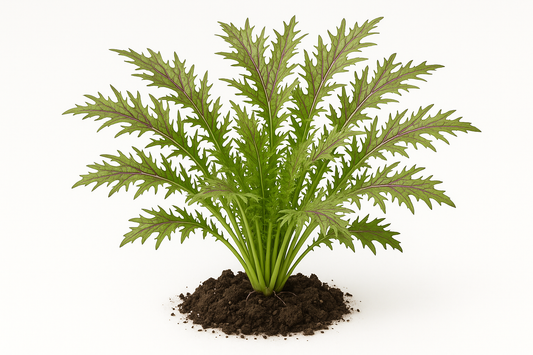 Mustard Mizuna Red Streak Show the entire, mature plant upright with true-to-type, healthy foliage, the edible part visible, and in a small clump of natural soil. Use a solid, clean white background in a high-detail, fresh botanical catalog style for an online store.
Also show a close-up of the mature edible part (such as fruit, leaf, head, or flower) alone, on the same solid white background with accurate color, texture, and premium, fresh-picked appearance.
