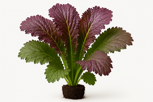 Mustard Red Giant Show the entire, mature plant upright with true-to-type, healthy foliage, the edible part visible, and in a small clump of natural soil. Use a solid, clean white background in a high-detail, fresh botanical catalog style for an online store.
Also show a close-up of the mature edible part (such as fruit, leaf, head, or flower) alone, on the same solid white background with accurate color, texture, and premium, fresh-picked appearance.
