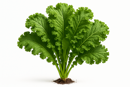 Mustard Southern Giant Curled Show the entire, mature plant upright with true-to-type, healthy foliage, the edible part visible, and in a small clump of natural soil. Use a solid, clean white background in a high-detail, fresh botanical catalog style for an online store.
Also show a close-up of the mature edible part (such as fruit, leaf, head, or flower) alone, on the same solid white background with accurate color, texture, and premium, fresh-picked appearance.
