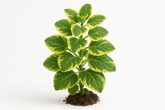oregano cuban: Lemon Lime Variegated Show the entire, mature plant upright with true-to-type, healthy foliage, and in a small clump of natural soil. Use a solid, clean white background in a high-detail, fresh botanical catalog style for an online store.