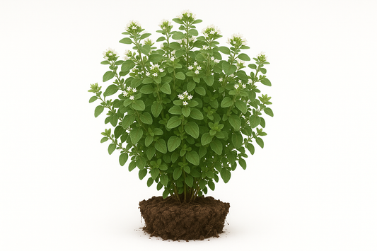 oregano greek Show the entire, mature plant upright with true-to-type, healthy foliage, and in a small clump of natural soil. Use a solid, clean white background in a high-detail, fresh botanical catalog style for an online store.