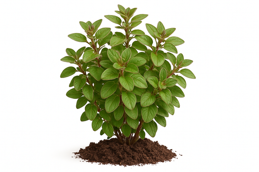 oregano hot & spicy Show the entire, mature plant upright with true-to-type, healthy foliage, and in a small clump of natural soil. Use a solid, clean white background in a high-detail, fresh botanical catalog style for an online store.