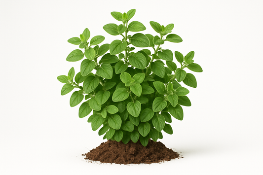 oregano Italian Supreme Show the entire, mature plant upright with true-to-type, healthy foliage, and in a small clump of natural soil. Use a solid, clean white background in a high-detail, fresh botanical catalog style for an online store.
