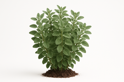 oregano Sicilian Show the entire, mature plant upright with true-to-type, healthy foliage, and in a small clump of natural soil. Use a solid, clean white background in a high-detail, fresh botanical catalog style for an online store.
