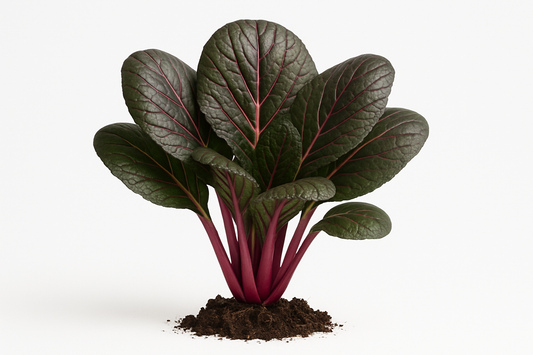 Pak Choi Red Pak Show the entire, mature plant upright with true-to-type, healthy foliage, the edible part visible, and in a small clump of natural soil. Use a solid, clean white background in a high-detail, fresh botanical catalog style for an online store.
Also show a close-up of the mature edible part (such as fruit, leaf, head, or flower) alone, on the same solid white background with accurate color, texture, and premium, fresh-picked appearance.
