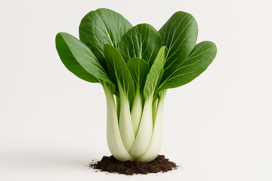 Pak Choi Toi Show the entire, mature plant upright with true-to-type, healthy foliage, the edible part visible, and in a small clump of natural soil. Use a solid, clean white background in a high-detail, fresh botanical catalog style for an online store.
Also show a close-up of the mature edible part (such as fruit, leaf, head, or flower) alone, on the same solid white background with accurate color, texture, and premium, fresh-picked appearance.
