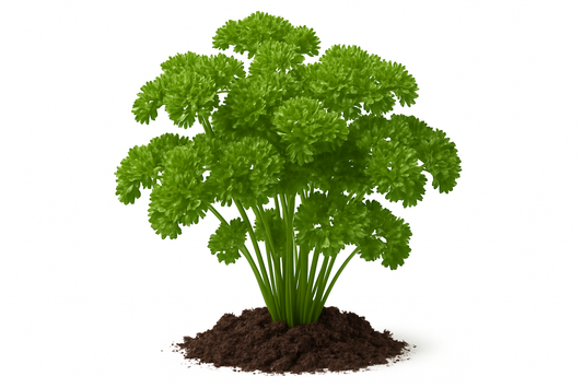 parsley curly Show the entire, mature plant upright with true-to-type, healthy foliage, and in a small clump of natural soil. Use a solid, clean white background in a high-detail, fresh botanical catalog style for an online store.
