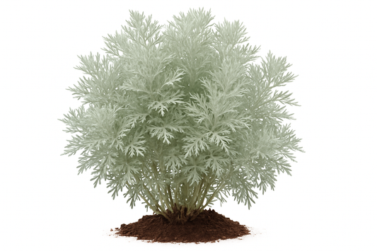 powis castle Show the entire, mature plant upright with true-to-type, healthy foliage, and in a small clump of natural soil. Use a solid, clean white background in a high-detail, fresh botanical catalog style for an online store.
