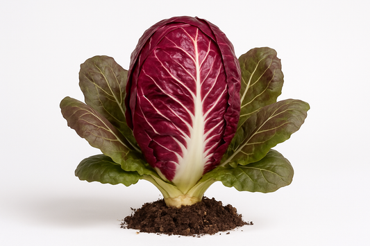 Radicchio Indigo  Show the entire, mature plant upright with true-to-type, healthy foliage, the edible part visible, and in a small clump of natural soil. Use a solid, clean white background in a high-detail, fresh botanical catalog style for an online store.
Also show a close-up of the mature edible part (such as fruit, leaf, head, or flower) alone, on the same solid white background with accurate color, texture, and premium, fresh-picked appearance.
