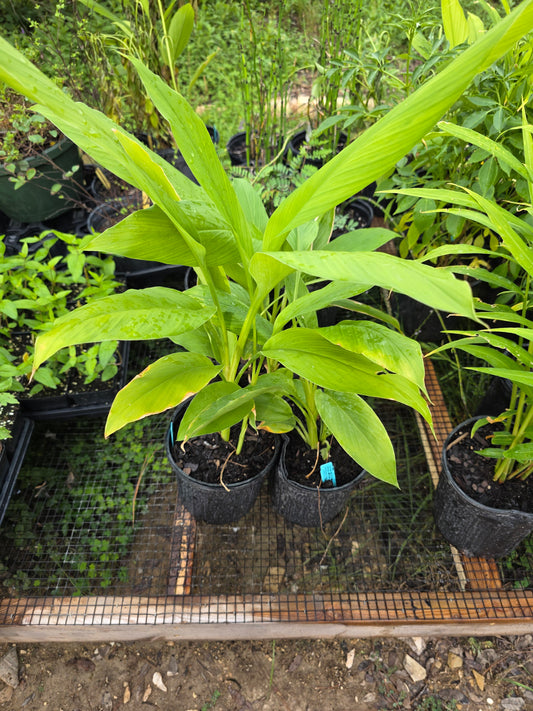 Turmeric
