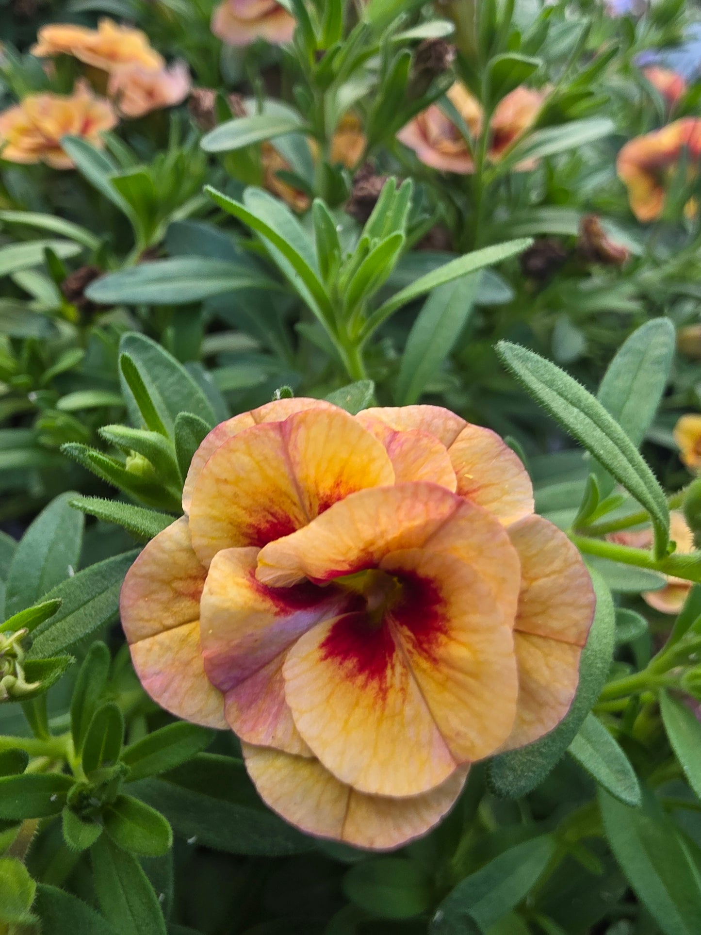 Calibrachoa Mini Famous Neo Double Orange Tastic