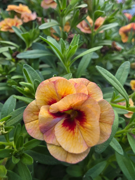 Calibrachoa Mini Famous Neo Double Orange Tastic