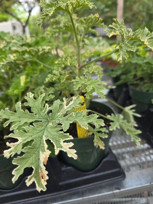 Geramio perfumado: surtido