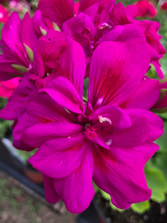 Geranium Calliope Medium Violet