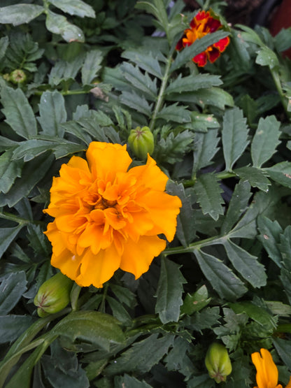 Paquete caliente francés de caléndula con colores mixtos