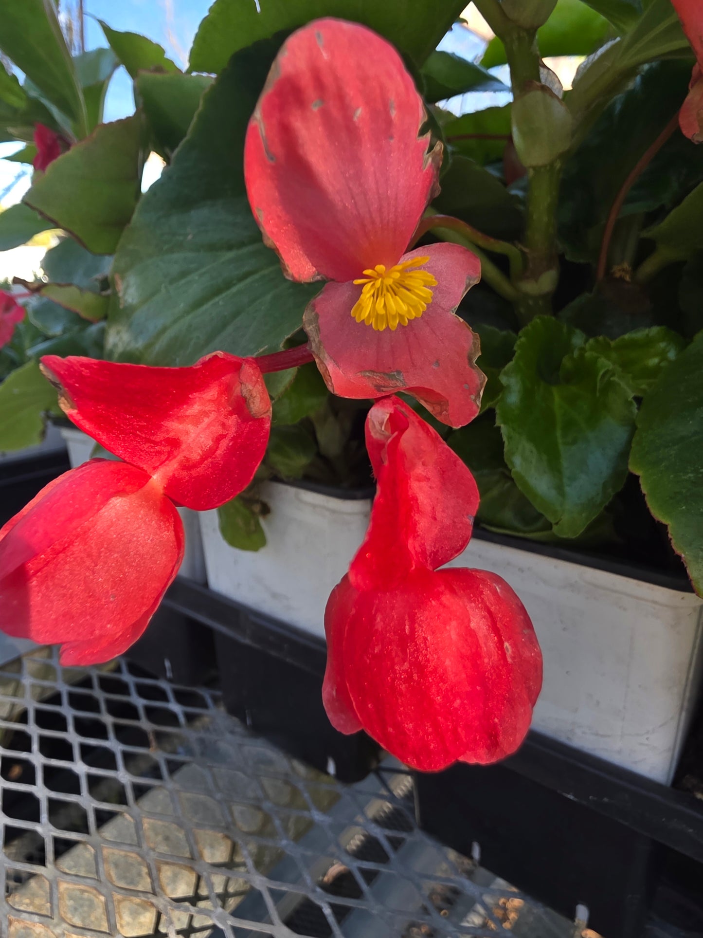 Begonia Dragonwing Red