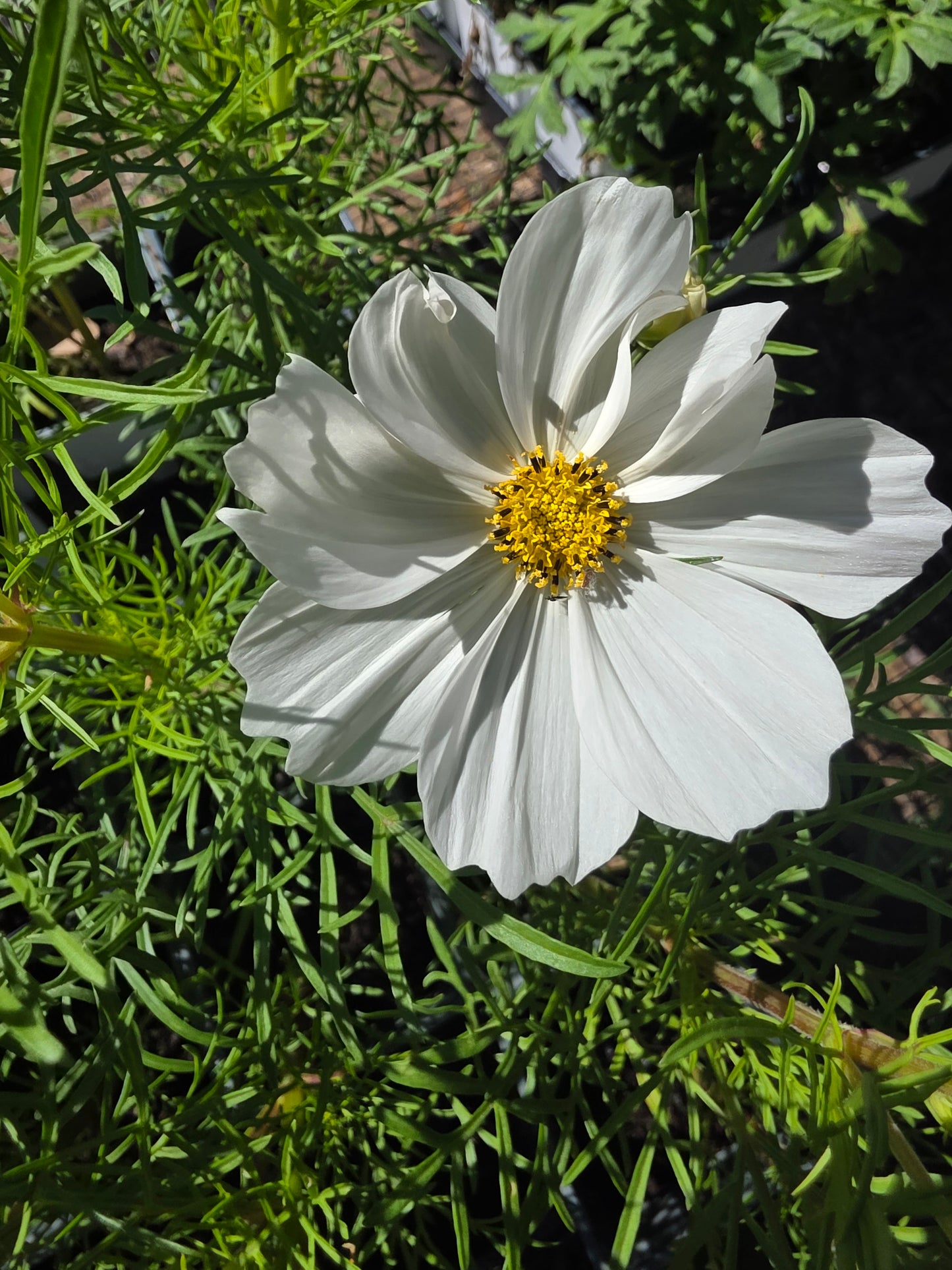 Cosmos Sonata