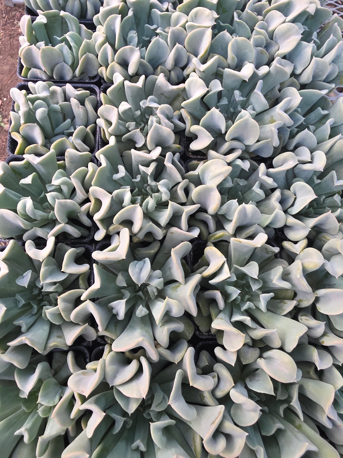 Echeveria Runyonii Topsy Turvy