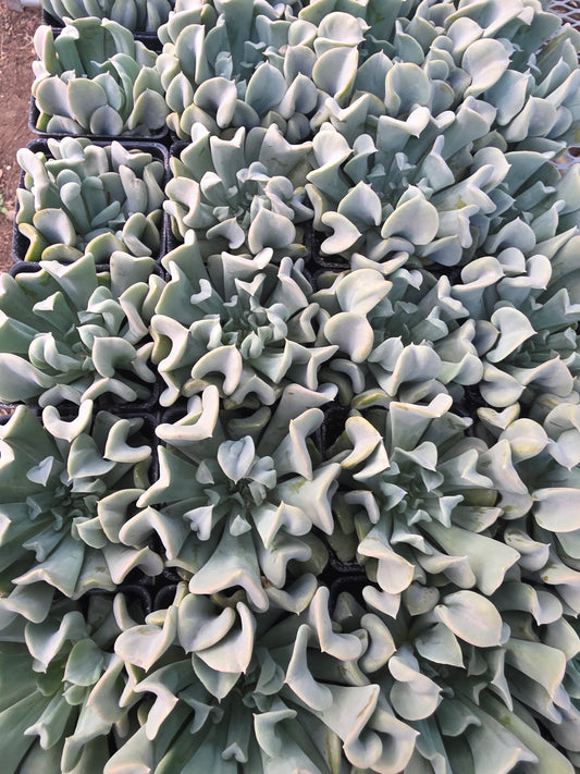 Echeveria Runyonii Topsy Turvy