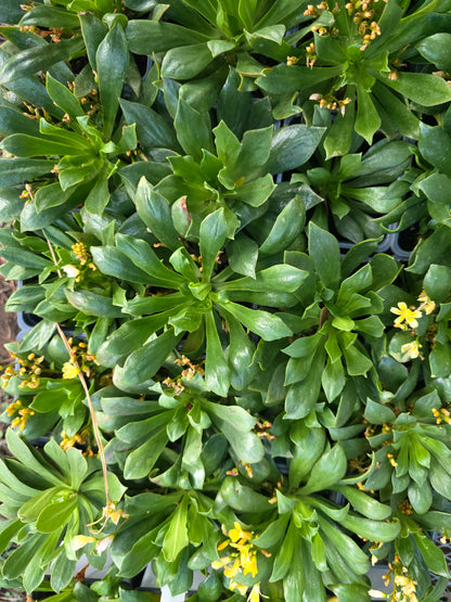 Lewisia Elise Golden Yellow