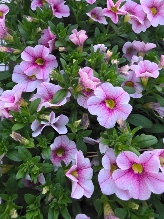 Calibrachoa Cabaret Strawberry Parfrait
