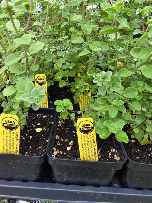 Marjoram, Compact Greek Organic