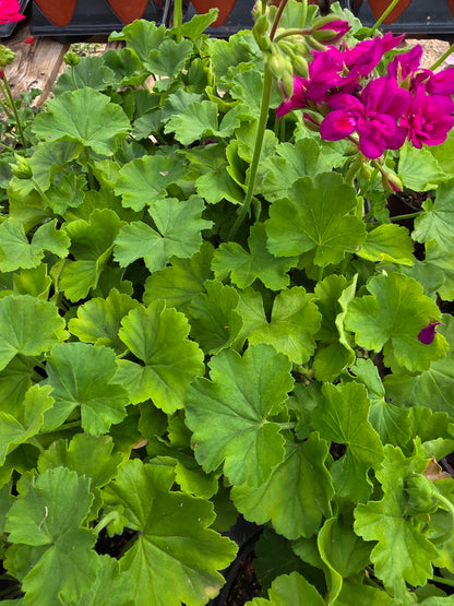 Geranium Calliope Medium Violet
