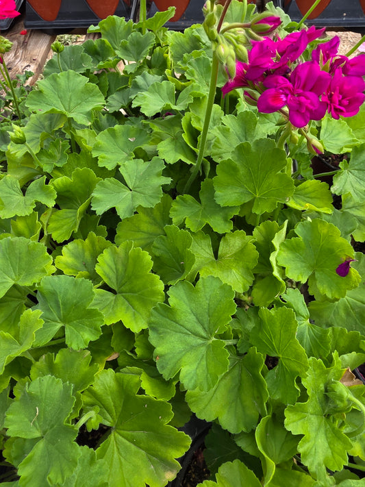Geranium Calliope Medium Violet