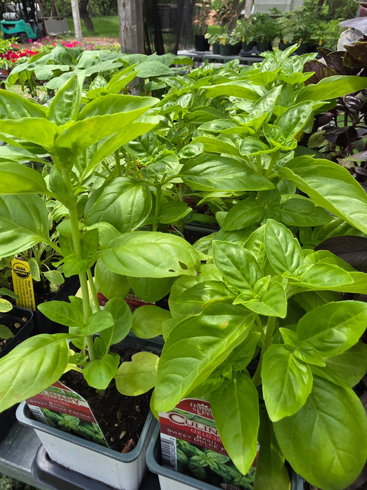 Albahaca dulce Dolce Fresca