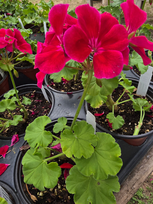 Geranium Calliope Medium Crimson Flame