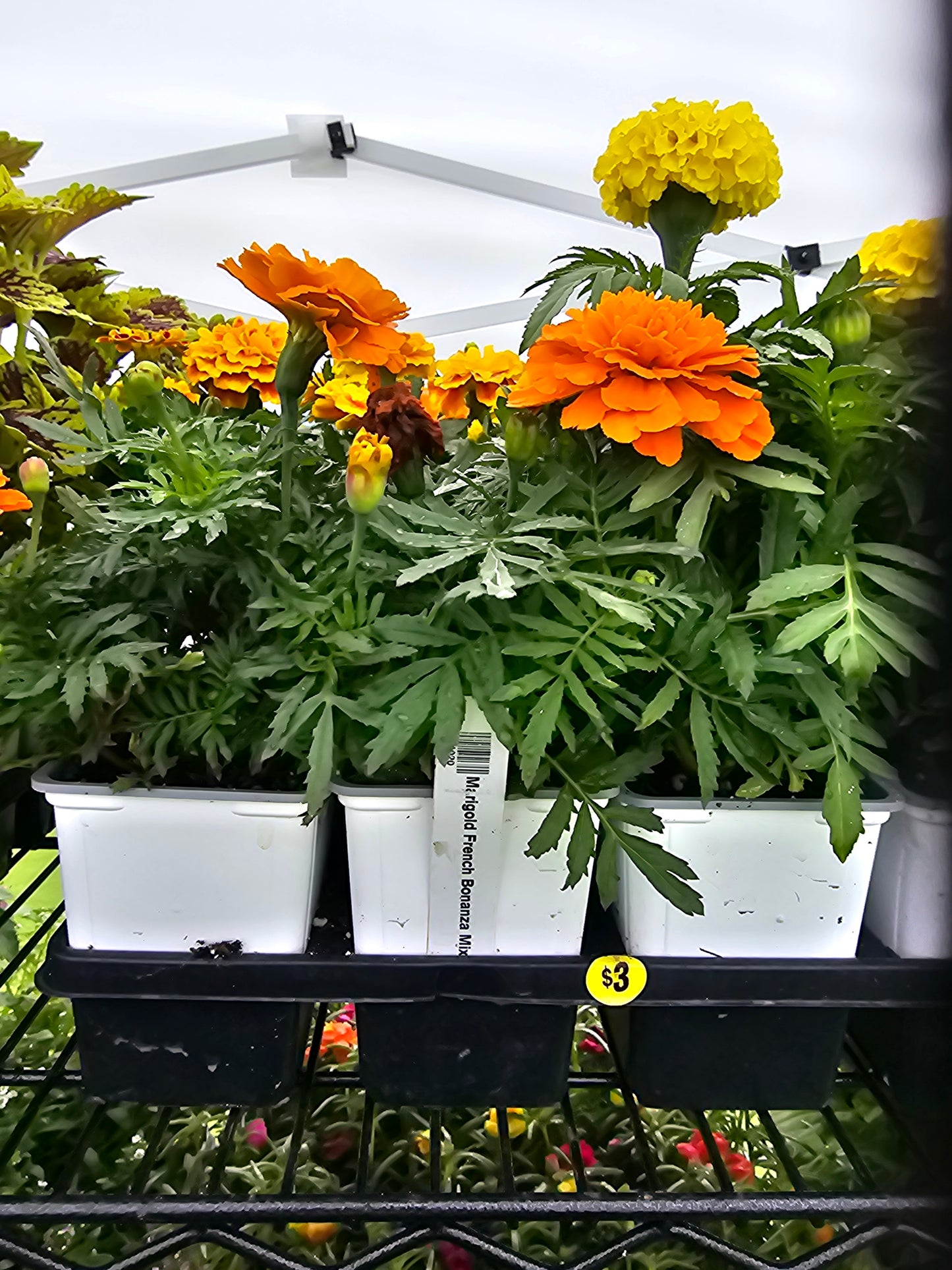 Plantas con flores de 4"