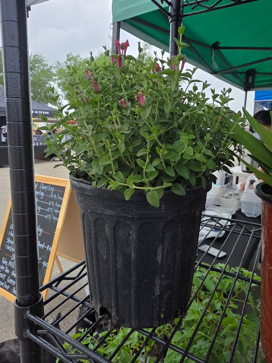 Black gallon pot plants