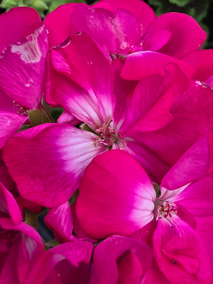 Geranium Calliope Medium Hot Rose
