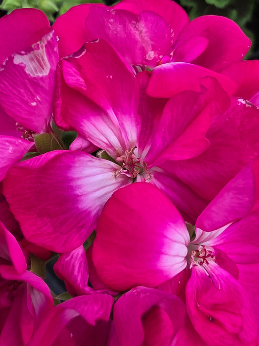 Geranium Calliope Medium Hot Rose