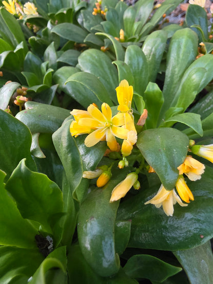 Lewisia Elise Golden Yellow