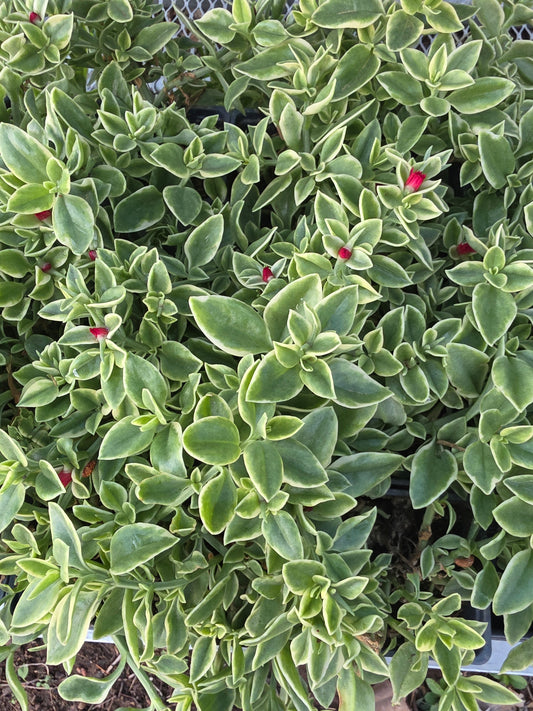 Aptenia Variegated Red (Dew Plant)