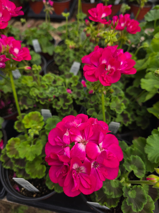 Geranium Calliope Medium Hot Rose